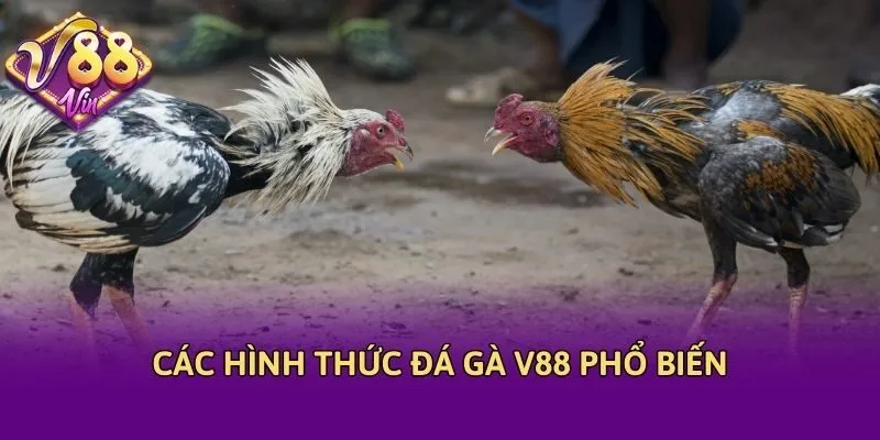 Các hình thức đá gà V88 phổ biến