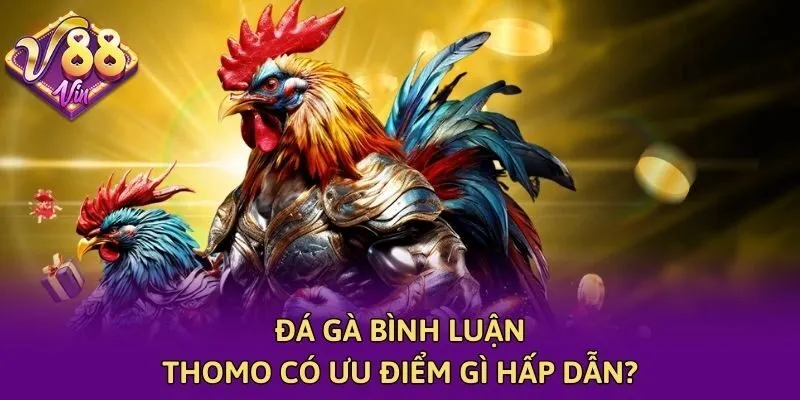 Đá gà bình luận Thomo có ưu điểm gì hấp dẫn?