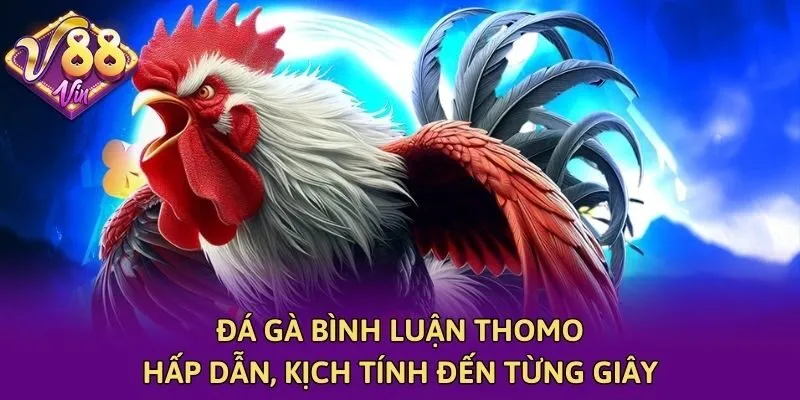 Đá Gà Bình Luận Thomo - Hấp Dẫn, Kịch Tính Đến Từng Giây