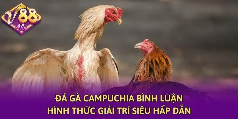 Đá Gà Campuchia Bình Luận - Hình Thức Giải Trí Siêu Hấp Dẫn