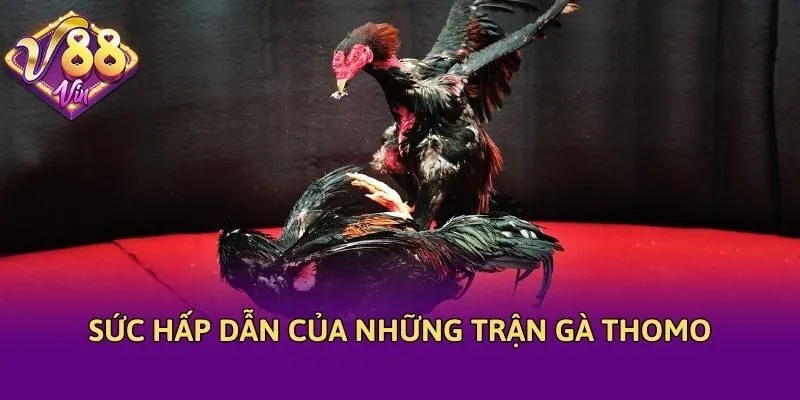 Sức hấp dẫn của những trận gà Thomo