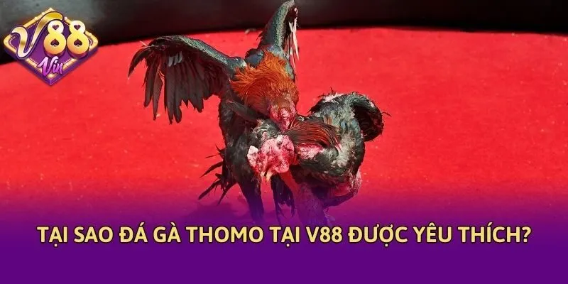 Tại sao đá gà Thomo tại V88 được yêu thích?