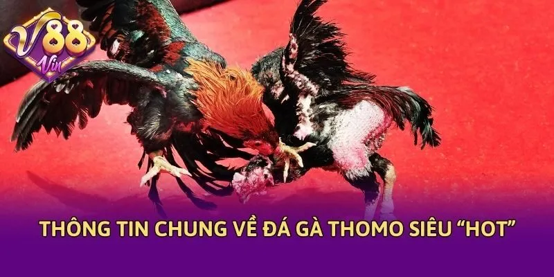 Thông tin chung về đá gà Thomo siêu “hot”