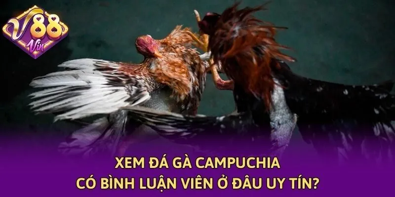 Xem đá gà Campuchia có bình luận viên ở đâu uy tín?